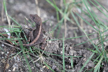 lizard
