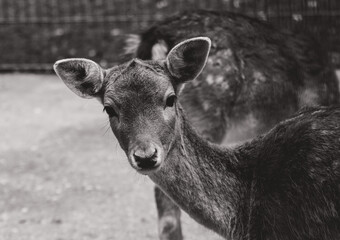 Reh im Zoo