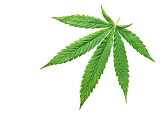 Green cannabis leaves on white background.