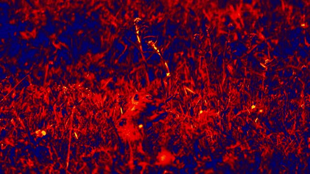 A prairie dog eats grass in a meadow. Analog of heat imaging
