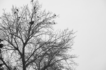 Black and white simple minimalist photo of a moment in nature, dark silhouettes of small birds flying around a dry thorny bush