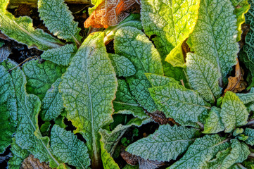 Primrose Leaves in the Frost