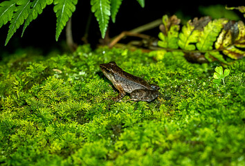 Obraz premium Frog on algae-covered rock