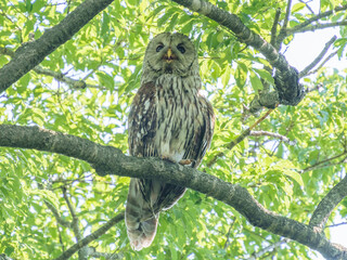 もふもふフクロウ