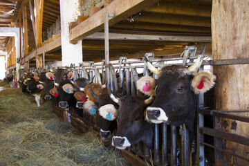 Group of cows on a farm standing and eating hay in Racha, Georgia.