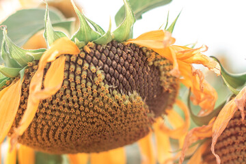 Ripe sunflower on the field close-up at sunset