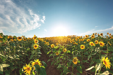 Sunflowers in the agricultural field. Yellow blooming sunflowers in season
