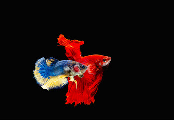 Betta fish siamese fighting fish (Halfmoon betta )isolated on black background. with clipping path.