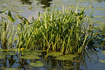 lilies in the pond