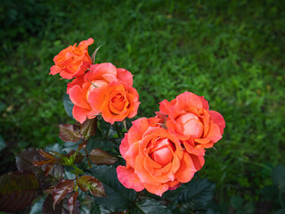 Roses