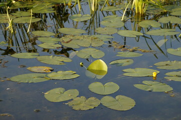 water lily in the pond