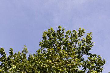 beautiful tree and blue sky background
