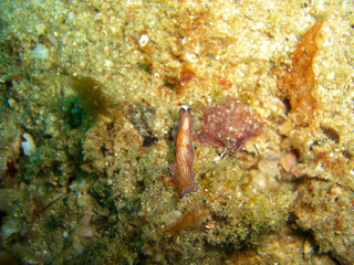 Platworm (Pseudoceros) in the filipino sea 17.10.2012