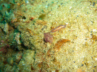 Platworm (Pseudoceros) in the filipino sea 17.10.2012