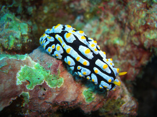 Nudibranch (Phyllidia Varicosa) in the filipino sea 12.10.2012