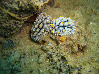 Nudibranch (Chromodoris Phyllidia) in the filipino sea 5.11.2012