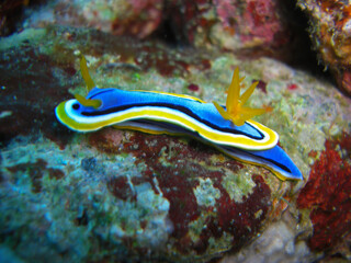Fototapeta na wymiar Nudibranch (Chromodoris Quadricolor) in the filipino sea 8.11.2012