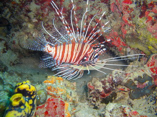 Lionfish (Pterois Volitans) in the filipino sea 5.11.2012