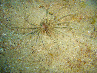 Lionfish (Pterois Volitans) in the filipino sea 11.12.2012