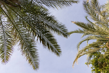 Fototapeta na wymiar green palm tree and blue sky background