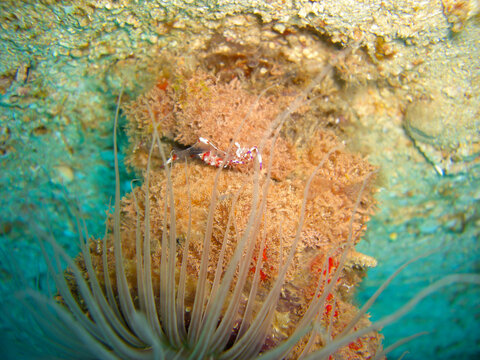 Ghost Shrimp (Palaemonetes) in the filipino sea 5.11.2012