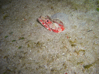 Stargazer Snake Eel (Brachysomophis Cirrocheilos) in the filipino sea 22.10.2012
