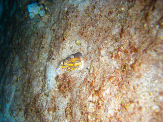 Stargazer Snake Eel (Brachysomophis Cirrocheilos) in the filipino sea 30.11.2012
