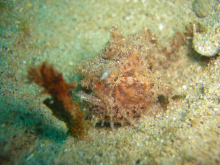Fototapeta na wymiar Tasseled Scorpionfish (Scorpaenopsis Oxycephala) in the filipino sea 7.12.2012