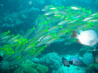 Fototapeta na wymiar School of Fish in the filipino sea 15.11.2012