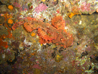 Naklejka na ściany i meble Tasseled Scorpionfish (Scorpaenopsis Oxycephala) in the filipino sea 6.11.2012