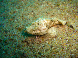 Devil Scorpionfish (Scorpaenopsis Diabolus) in the filipino sea 7.12.2012