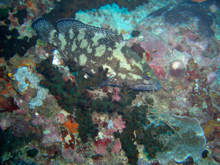 Unknown Fish in the filipino sea 29.10.2012