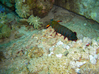 Mantis Shrimp (Odontodactylus) in the filipino sea 2.11.2012