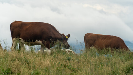 Swiss cows upon the mountain 