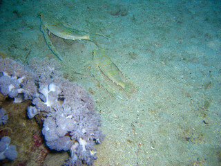 Oriental flying Gurnard (Dactylopteno Orientalis) in the filipino sea 20.11.2012