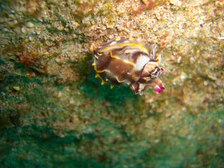 Cuttlefish in the filipino sea 28.11.2012