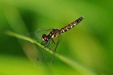 ハッチョウトンボ（メス）