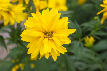 Rudbeckia plant (golden ball) closeup yellow and gold flower symbol of August