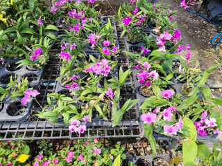 Beautiful orchids are in store.