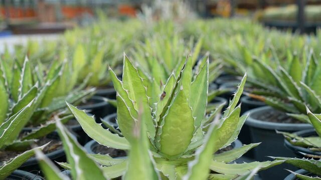 Green prickly cactus Gymnocalycium or Goloden Echinopsis calochlora cactus closeup, Succulent plant of small cactus in pot on sun light nature background. Desert Hedgehog cactuses at greenhouse farm.
