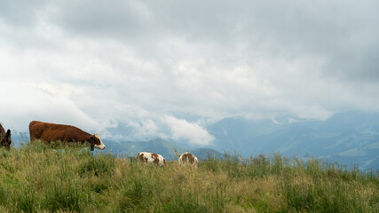 Swiss Cows