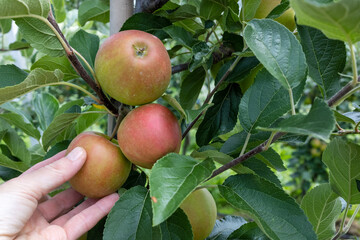 A woman's hand picks a ripe apple from an apple tree 