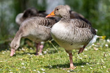adult graylag geese (Anser anser) on a meadow with daisies