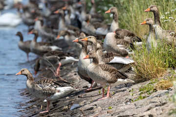 group of graylag geese (Anser anser) family on the bank of a canal