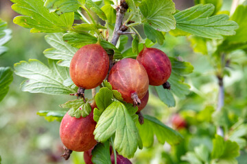 Fresh gooseberry on a branch of a gooseberry Bush in the garden. Close-up view of organic gooseberry berries hanging on a branch under the leaves.