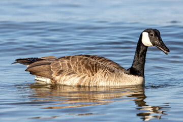 adult Canada goose (Branta canadensis) on water
