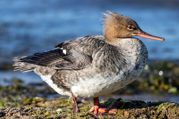 female red-breasted merganser (Mergus serrator) on the shores of the Baltic Sea