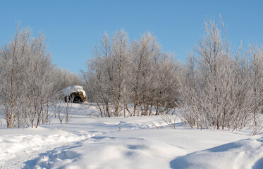 View of the frozen trees forest in winter