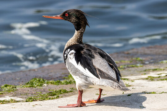 male red-breasted merganser (Mergus serrator) on the bank of a canal