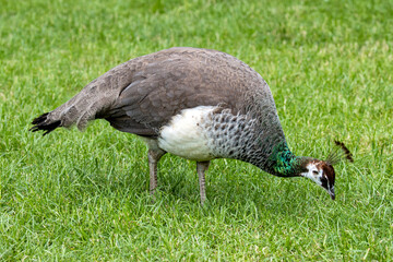 female Indian peafowl (Pavo cristatus) on meadow